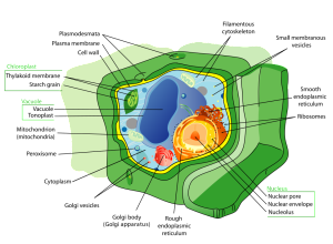 Plant_cell_structure_svg.svg
